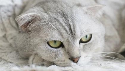 世界杯官方网站 世界杯赛程-篮网不满足于揭幕战大胜 圣诞大战才是真正考验